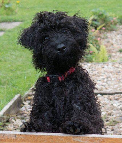 Schnoodle Dog Breed Miniature Schnoodle Puppies, Snoodle Puppies Dogs, Black Schnoodle Dog, Schnauzer Mix Dogs, Schnauzer Poodle Mix Dogs, Schnoodle Puppies For Sale, Schnoodle Puppy, Schnoodle Dog, Schnauzer Mix