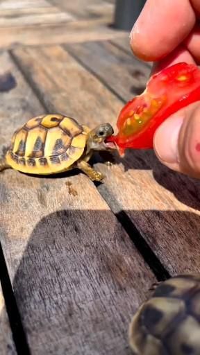 Turtles Pictures, Turtle Eating, Cute Reptiles, Cute Small Animals, Cute Animals Puppies, Cute Turtles, Baby Turtles, Super Cute Animals, Pretty Animals