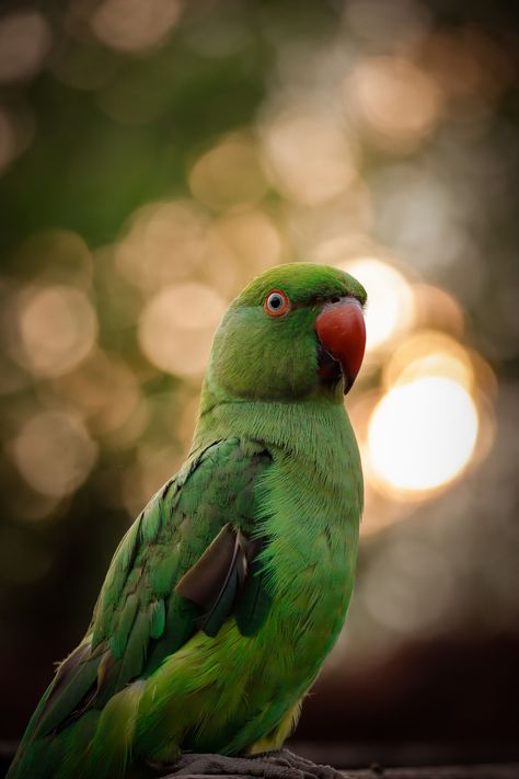 green parrots Wallpapers For Laptop Cute, Cute Wallpapers Lock Screen, Parrot Images, Parrot Photography, Wallpapers Lock Screen, Colourful Parrot, Iphone Wallpaper Backgrounds, Parrot Wallpaper, Cute Parrot