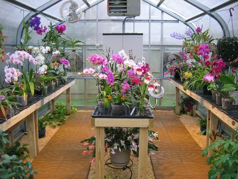 Greenhouse Conservatory, Greenhouse Design, Orchid House, Conservatory Greenhouse, Best Greenhouse, Green House Design, Orchid Greenhouse, Greenhouse Interiors, Orchid Garden