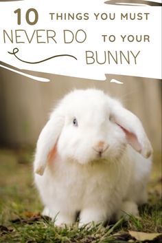 Things To Know About Bunnies, Bunny Needs List, Things For Rabbits, Things To Do With Your Bunny, Bunny Pet Care, Rabbit Must Haves, Indoor Rabbit Setup Ideas, Pet Bunny Care, Indoor Bunny House Ideas