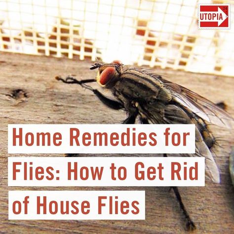 The following home remedies for flies are all-natural and free of harmful chemicals. We’ll show you how to get rid of house flies with your own natural fly repellent. Remedies For Flies In House, Home Remedies For Flies, Natural Fly Repellant, Get Rid Of Bed Bugs, Get Rid Of Flies, Rodent Repellent, Rid Of Bed Bugs, Natural Bug Repellent, Dark Underarms