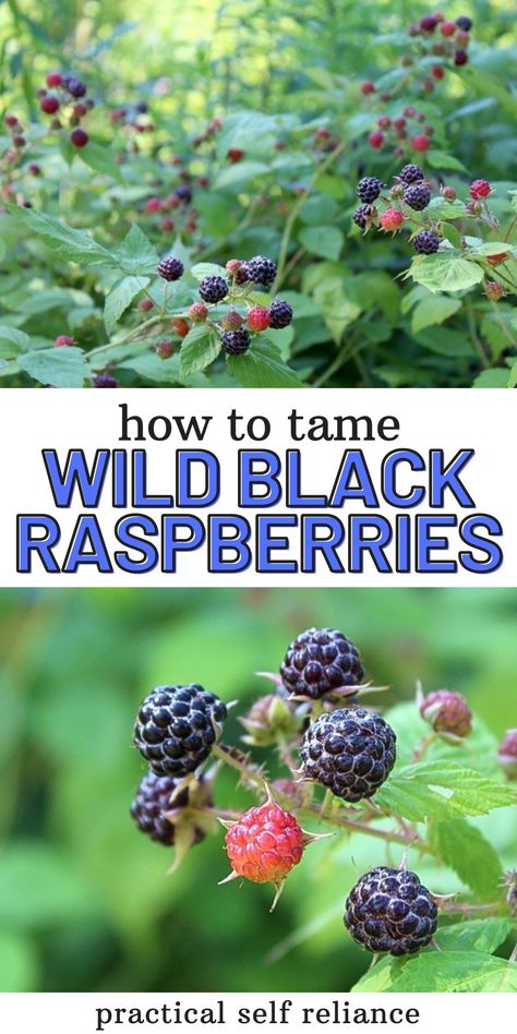 Summer Foraging, Black Raspberry Recipes, Foraging Guide, Medicinal Wild Plants, Growing Blackberries, Black Raspberries, Survival Preparedness, Raspberry Bush, Growing Raspberries