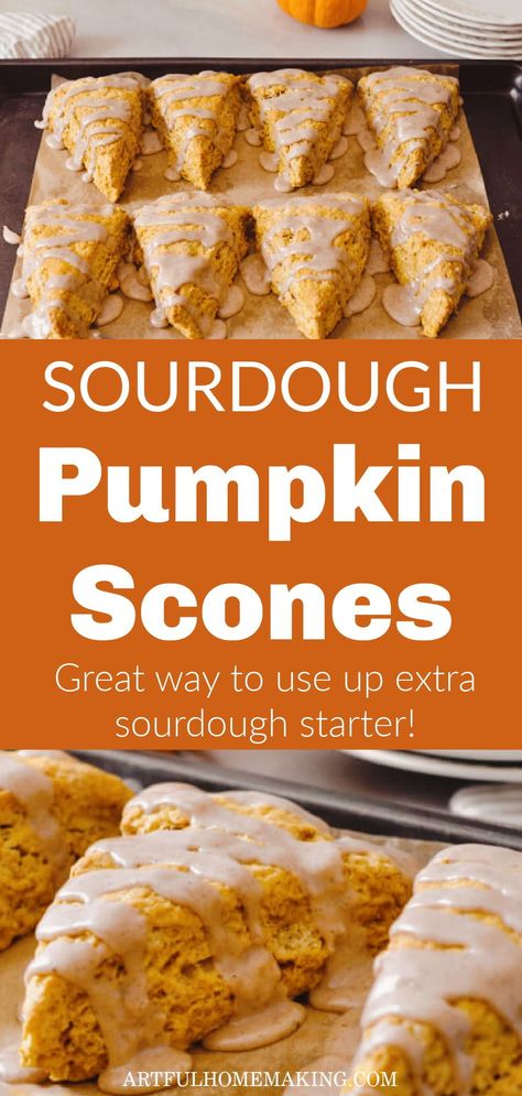 Sourdough pumpkin scones with a delicious maple glaze and pumpkin spice flavor are a great way to use up sourdough discard! Perfect fall breakfast idea. Sourdough Pumpkin, Pumpkin Scones Recipe, Recipe Using Sourdough Starter, Sourdough Starter Discard Recipe, Homemade Sourdough Bread, Pumpkin Scones, Sourdough Starter Recipe, Sourdough Discard, Fall Breakfast