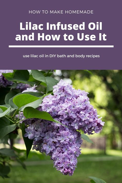 How to make lilac oil. Since there is no lilac essential oil, make a DIY lilac oil with a carrier oil or witch hazel.  Use your infused oil in DIY natural beauty recipes.  Lilacs have many uses and benefits in natural beauty.  This spring, pick lilacs to dry to make simple DIY beauty products.  Use hacks like this for natural skincare recipes at home. #lilac #carrieroil #diybeauty Lilac Soap Recipe, Lilac Essential Oil Diy, Lilac Infused Oil, Lilac Tincture Benefits, Lilac Oil Diy, Lilac Salve Recipe, Lilac Medicinal Uses, Lilac Benefits, Lilac Uses