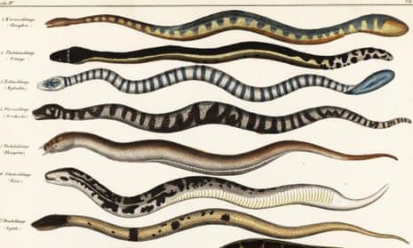 Sea Snake Drawing, Sea Snakes, Snake Images, Zoo Tycoon, Sleep App, Homeschool Fun, Sea Snake, Snake Hair, Sea Cave