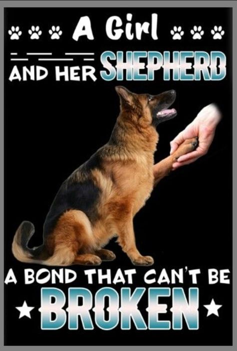 German Shepard Quotes, German Shepherd Dog Quotes, Gsd Funny, German Shepherd Quotes, German Shepherd Art, German Shepherd Pictures, German Shepherd Funny, Funny German Shepherd, Dog Quotes Love