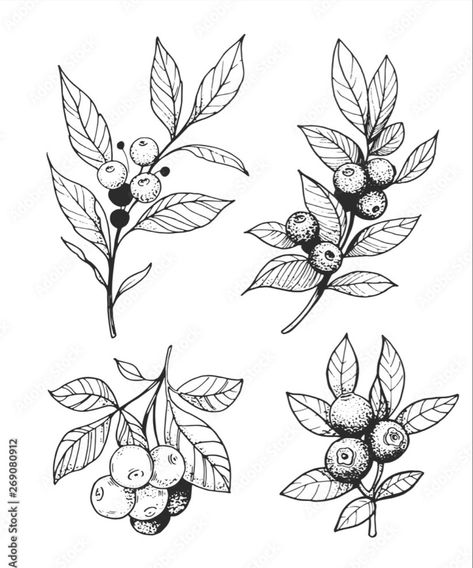 Cranberry Tattoo Design, Simple Pinecone Drawing, Vintage Berry Illustration, Berry Tattoo Black And White, Blueberry Branch Drawing, Elderberry Drawing, Blueberry Tattoo Design, Berry Plant Tattoo, Blueberry Tattoo Traditional