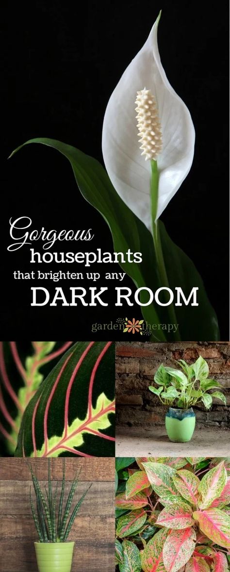 Gorgeous Indoor Plants that LOVE the Dark Bathroom Plants Low Light, Indoor Plants Low Light, نباتات منزلية, Meteor Garden 2018, Inside Plants, Magic Garden, Low Light Plants, Bathroom Plants, Indoor Gardens