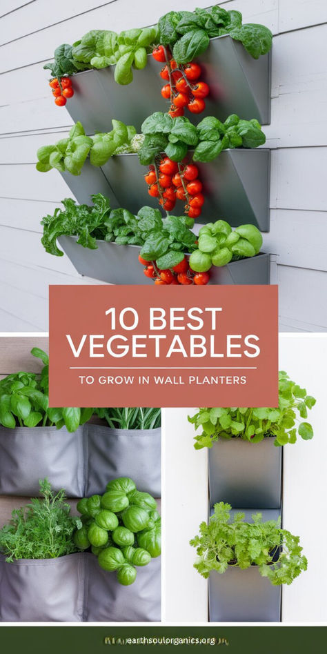 Transform your wall into a productive garden! Explore the 10 best vegetables to grow in wall-mounted planters and enjoy fresh harvests even in tight spaces. 🌿✨ #GrowYourOwnFood #WallPlanterVeggies #GardenIdeas Small Plant Wall, Indoor Garden Wall Ideas, Vertical Food Garden, Balcony Vegetable Garden Ideas, Wall Garden Diy, Hanging Vegetable Garden, Diy Vertical Garden Wall, Vertical Vegetable Garden Design, Wall Herb Garden