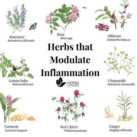 Herbs For Inflammation, Tea For Inflammation, Inflammation Remedies, Inflammation Recipes, Anti Inflammation Recipes, Inflammation Diet, Medicinal Herbs Garden, Healthy Remedies, Medical Herbs