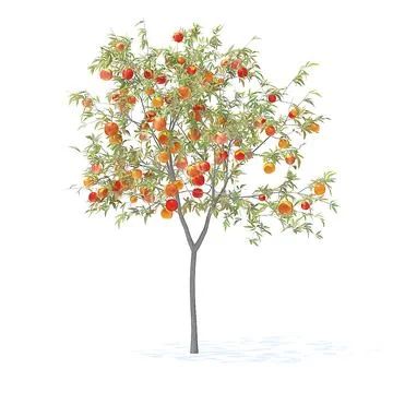 3D model: Peach Tree 3d model. Height: 2.3m. Compatible with 3ds max 2010 or higher, Cinema 4D R15 and many more. Available file formats: 3ds max 2010 Scanline 3ds max 2010 V-Ray 3ds max 2010 Mental ... Tree Psd, Perspective Images, Tree Photoshop, Tree Collage, 달력 디자인, Tree Plan, Peach Tree, Photoshop Resources, Tree Sketches