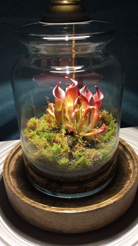 Plant Terrarium Ideas, Plants For Terrariums, Best Terrarium Plants, Carnivorous Plants Terrarium, Open Terrariums, Bog Plants, Small Terrarium, Bog Garden, Indoor Water Garden