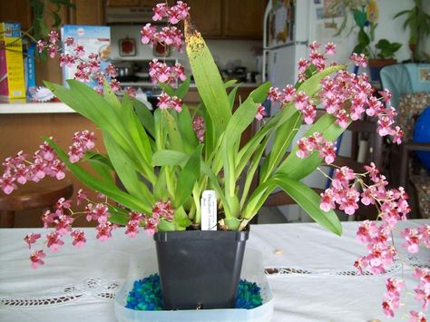 Orchid Oncidium Twinkle Pink Profusion Oncidium Orchids, Small Balcony Garden, Orchid Show, Green Orchid, My Plant, Best In Show, Pink Plant, Orchid Care, Pink Orchids