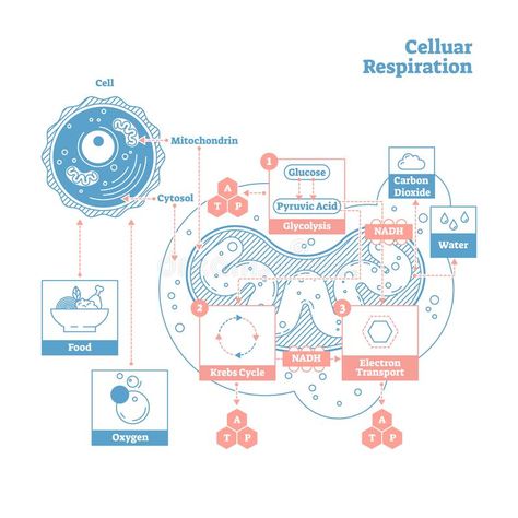 Cellular respiration medical vector illustration diagram, respiration process scheme. Cellular respiration is a set of metabolic processes that take place in royalty free illustration Adenosine Triphosphate, Cell Respiration, Medical Vector, Krebs Cycle, Cellular Respiration, Biology Notes, Diagram Design, Editing Software, Free Illustrations