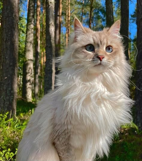 Pretty Cat Photos, Calico Cat Blue Eyes, Muted Calico Cat, Unique Looking Cats, German Rex Cat, Warrior Cat Aesthetic, Calico Ragdoll Cat, Pretty Cats Unique, Fluffy Cat Aesthetic