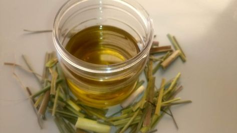 Lemongrass Oil: How to make lemongrass essential oil at Home - Jotscroll Lemongrass Oil Diy, What To Do With Lemongrass Leaves, How To Make Lemongrass Essential Oil, Diy Lemongrass Essential Oil, How To Make Lemongrass Oil, Lemon Grass Oil Diy, How To Make Lemon Grass Oil, Dried Lemongrass Uses, Lemongrass Essential Oil Recipes