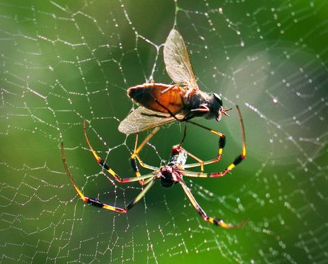 Spiders Aesthetic, Flying Spider, Jon Core, Fishing Spider, Colorful Jumping Spider, Spider Eating, Fly Caught In Spider Web, Butterfly Caught In Spider Web, Deer Fly