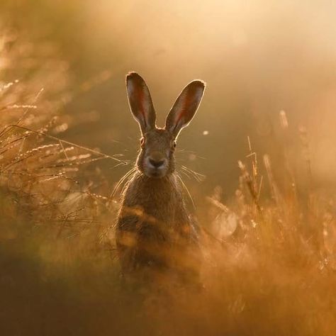 Beautiful Photo of Adorable Hare in a Field Wins Nature Photography Contest Dead Forest, Hare Rabbit, Cocos Island, Award Winning Photography, Photography Contests, World Photography, Photography Awards, Beautiful Morning, Nature Photographs