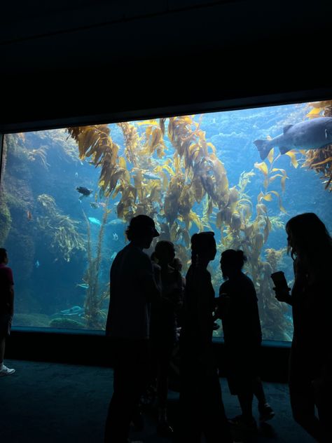 San Diego Aquarium, Birch Aquarium San Diego, Uc San Diego Aesthetic, San Diego University, Monterrey Bay, San Diego Aesthetic, Bday Brunch, Birch Aquarium, University Of California San Diego