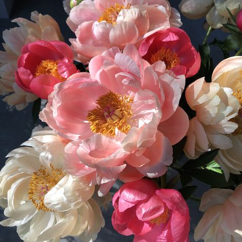 from thewoollydog instagram Peony Still Life Photography, Pioneses Flowers, Lord Bhrama, Peony Field, Peonies Photography, Peony Photography, Take Shelter, Flower Art Images, Nature Garden