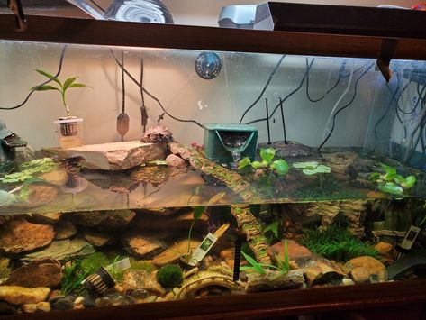 Reeves Turtle, Turtle Tub, Turtle Cage, Turtle Diy, Turtle Tank Setup, Turtle Enclosure, Turtle Basking Platform, Turtle Aquarium, Water Turtle