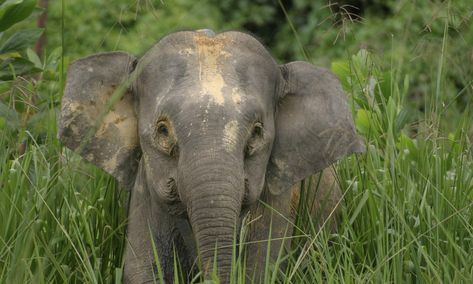 Bornean_pygmy_elephant_08.10.2012_Species | Photos | WWF Badak Jawa, Fun Facts About Elephants, Pygmy Elephant, Elephant Species, Male Elephant, African Forest Elephant, Elephant Facts, Elephants Playing, Small Elephant