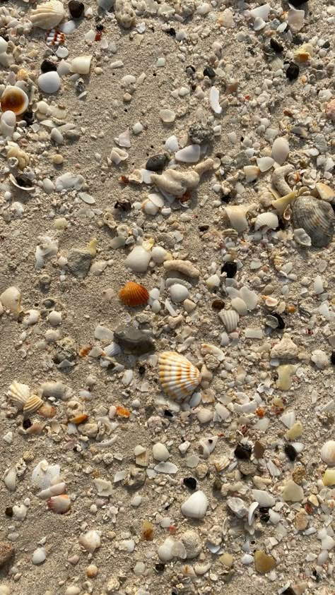 Conchiglie Aesthetic, Kerang Laut Aesthetic, Shells Beach, 90s Wallpaper, Sea Photography, Shell Beach, Ocean Wallpaper, Instagram Feed Inspiration, Black Wallpaper Iphone