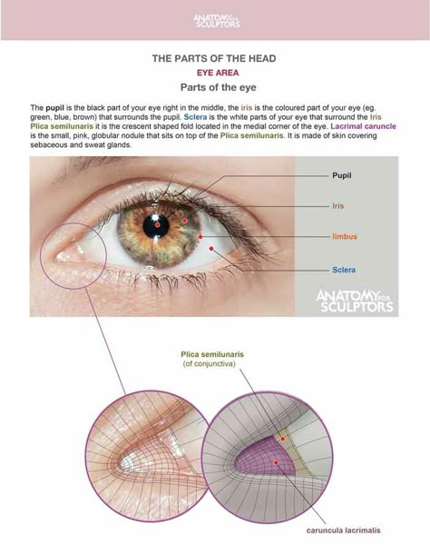 The Eye, Anatomy For Sculptors on ArtStation at https://www.artstation.com/artwork/Ya3nXP Mouth Angles Reference, Eye Structure Anatomy, Eye Anatomy Drawing, Eye Sculpting, Eyeball Anatomy, Eyes Anatomy, Anatomy Books For Artists, Anatomy For Sculptors, Eye Structure