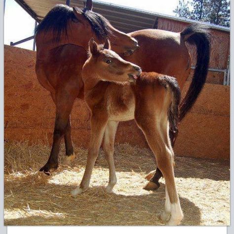 Copycat foal. Blood Bay Horse, Bay Horse, Horse Boarding, Animal Help, Baby Horses, Thoroughbred Horse, Lovely Creatures, Majestic Horse, All The Pretty Horses