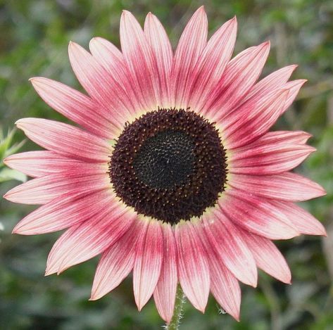 Flower Arrangements Pink, Hardening Off Seedlings, Growing Hibiscus, Daisy Fields, Cut Flower Arrangements, Garden Displays, Ornamental Garden, Midnight Oil, Pink Sunflowers