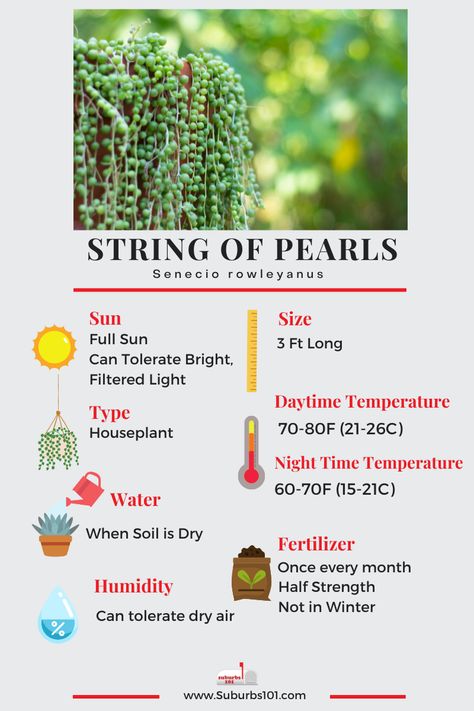 8 Tips on How to Care for Your String of Pearls (Senecio rowleyanus Infographic) How To Grow String Of Pearls Plant, Pearl Of Strings Plant, Senecio Rowleyanus Care, How To Care For String Of Pearls Plant, How To Propagate String Of Pearls, String Of Pearls Plant Decor, String Of Turtles Care, Sting Of Pearls, String Of Pearls Plant Care