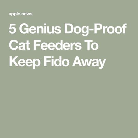 5 Genius Dog-Proof Cat Feeders To Keep Fido Away Cat Feeder Dog Proof, Cat Feeding Station Dog Proof, Cat Feeder Diy, Cat Feeding Station, Cat Food Bowl, Cat Feeder, Feeding Station, Cat Feeding, Food Bowl