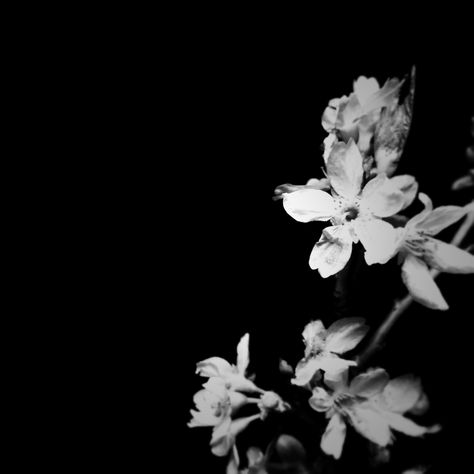 Black And White, Flowers, White, Black