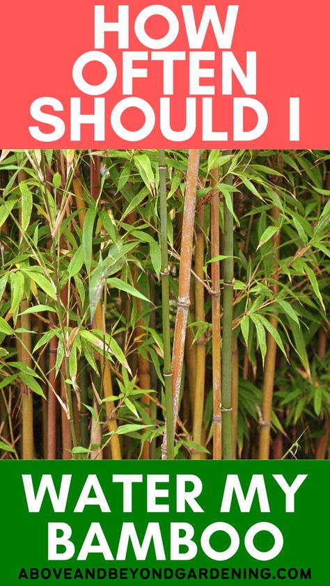 Everything you need to know before planting Bamboo and how to care for it once it's there. Unique gardening tips and gardening hacks. Planting Bamboo, Bamboo Plant Care, Bamboo Plant, Gardening Hacks, Growing Tips, Bamboo Plants, Water Me, Gardening For Beginners, Herb Garden