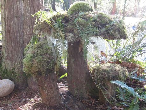 Mushroom Yard Art, Moss Mushroom, Types Of Moss, Garden Mushrooms, Tree Stumps, Moss Garden, Moss Art, Tree Stump, Garden Structures