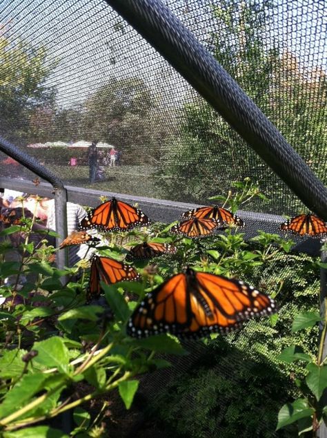 Sza Moodboard, Butterfly Cage, Raising Butterflies, Butterfly Sanctuary, Butterfly Farm, Butterfly Migration, Butterfly Pavilion, Nails Butterfly, Tattoos Butterfly