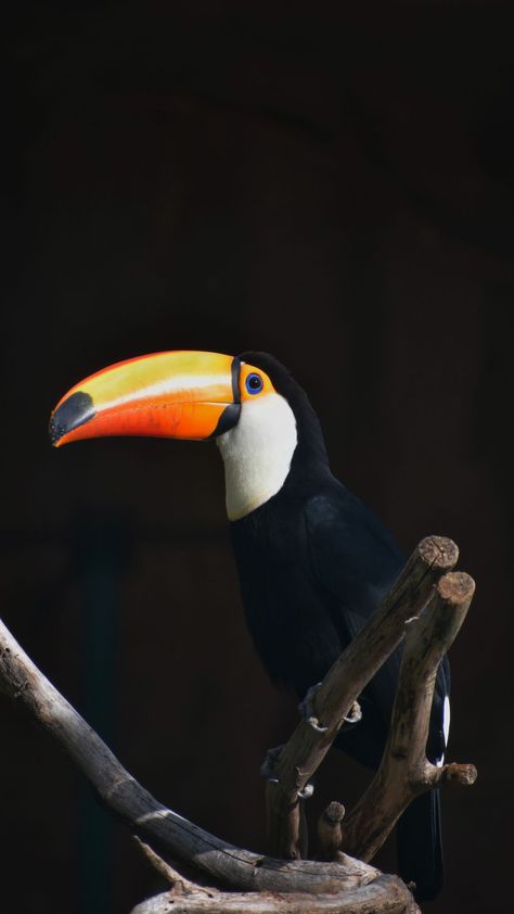 Mobile Screensaver, Bird Beaks, Toucan Bird, Iphone11 Pro, Free Iphone Wallpaper, Best Iphone Wallpapers, Wallpaper Download, White Backdrop, Wallpaper Free Download