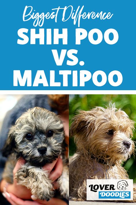 Shihpoo Full Grown, Shih Poo Full Grown, Shihpoo Puppies, Shih Poo Haircuts, Shihpoo Grooming Styles, Doodle Dog Breeds, Yorkie Poodle, Poodle Mix Puppies, Poodle Mix Breeds