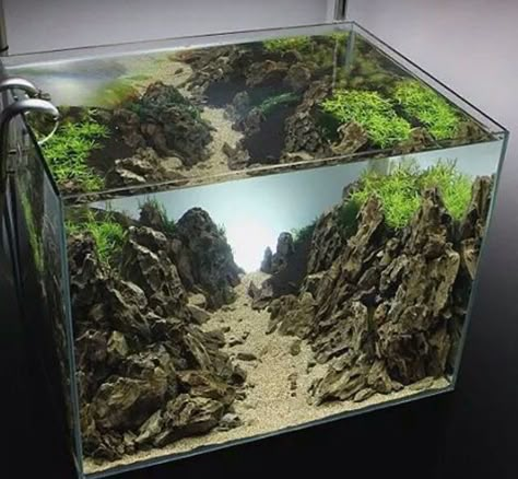 Square Aquascape, Bioactive Vivarium, Desktop Aquarium, Fish Tank Themes, Aquarium Garden, Amazing Aquariums, Aquascape Design, Nano Aquarium, Aquarium Landscape