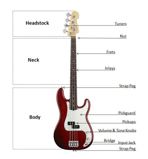 Fender Precision Bass (P-Bass) Guitar Diagram Guitar Diagram, Harmony Guitars, Fender P Bass, Fender Precision Bass, Guitar Practice, Guitar Painting, Cool Electric Guitars, Acoustic Music, Double Bass