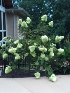 hydrangea Pruning Hydrangea Trees, Hydrangea Pruning, Runner Tips, Pruning Hydrangeas, Hydrangea Tree, Hydrangea Landscaping, Outdoor Stuff, New Growth, Small Trees