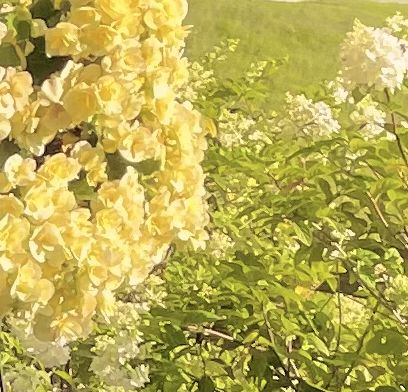 yellow flowers Aesthetic Yellow Photos, Yellow Japanese Aesthetic, Luvsoft Yellow, Yellow Color Aesthetic, Aesthetic Dreamcore, Honey Aesthetic, Hunter Aesthetic, Yellow Stuff, Apollo Aesthetic