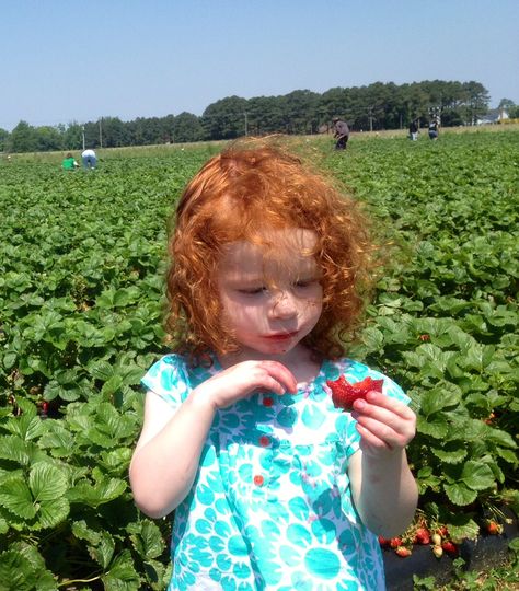 Strawberry picking Ginger Baby, Redhead Baby, Ginger Babies, Kids Curly Hairstyles, Strawberry Picking, Lily Bloom, Ginger Girls, Lily Evans, Mommy Life