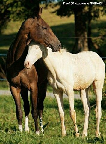 Horses Together, Different Horse Breeds, Akhal Teke Horses, Horse Anatomy, Akhal Teke, Most Beautiful Horses, Most Beautiful Animals, All The Pretty Horses, White Horses