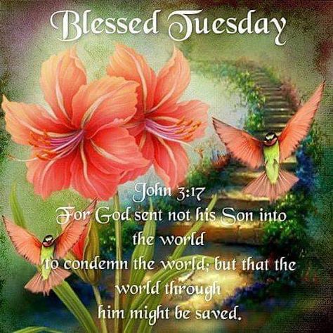 John 3 17, Tuesday Greetings, Tuesday Blessings, Good Morning Tuesday, Good Morning Happy Friday, Monday Blessings, Funny Good Morning Quotes, Good Morning Beautiful Images, Morning Greetings Quotes