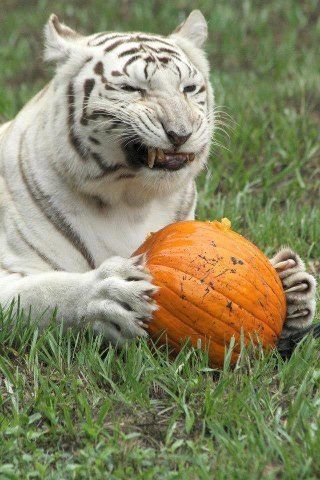 Silly Tiger, Tiger Pumpkin, Silly Animal Pictures, Cat Brain, Big Cat Rescue, Beautiful Lion, Kinds Of Cats, Dancing Cat, Silly Cats Pictures