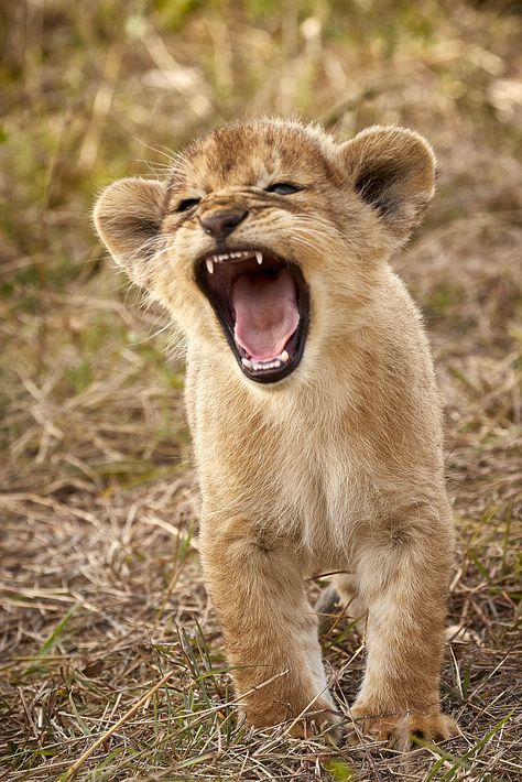 Lion King Animals, Cubs Wallpaper, Tiger Facts, Baby Tigers, Wild Lion, Lion Photography, Lion Drawing, Lion And Lioness, Lion Pictures