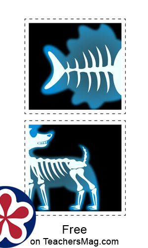 The animals and their x-rays for this activity are a fish, dog, snake, chameleon, cat, and frog. Each animal and its x-ray can be laminated as well so that you can do this activity multiple times with a number of children! Animal X Rays Printable, Doctor Games For Kids, Preschool Pet Activities, Preschool Dramatic Play, Doctor Craft, Dramatic Play Themes, Pets Preschool Theme, Community Helpers Preschool, Diy Preschool