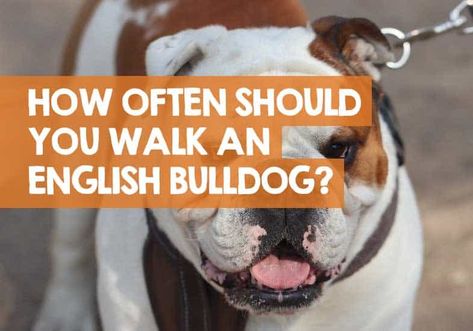 How Often Should You Walk an English Bulldog? + How Far! English Bulldog Care, Walking Plan, Creativity Exercises, Light Exercise, English Bulldog Puppy, Stressful Situations, Workout Guide, Bulldog Puppies, Regular Exercise